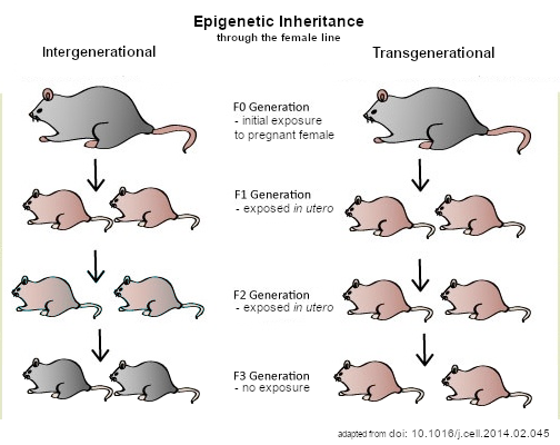 Inside the Egg: The Epigenetic Toolkit (image credits: wikimedia)