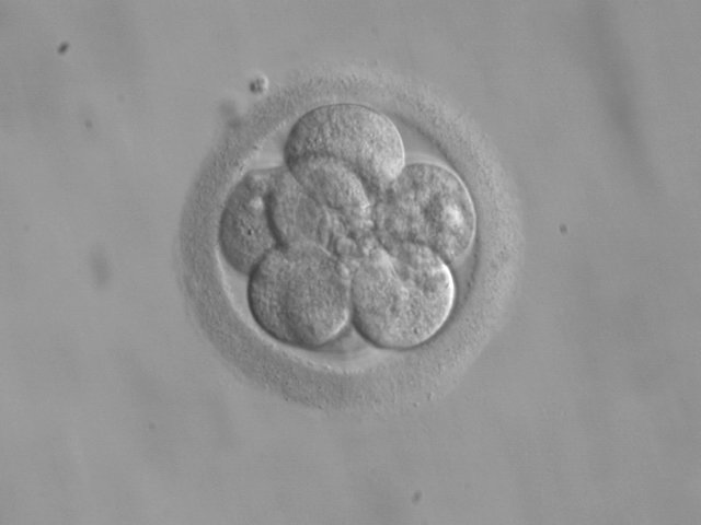 Signals Seen in Human Eggs and Embryos (image credits: wikimedia)