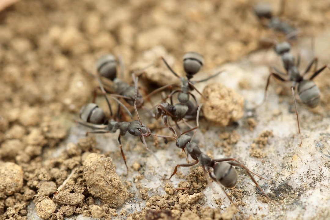 Saharan Silver Ant: Mirror Fur That Radiates Heat to the Sky (image credits: unsplash)