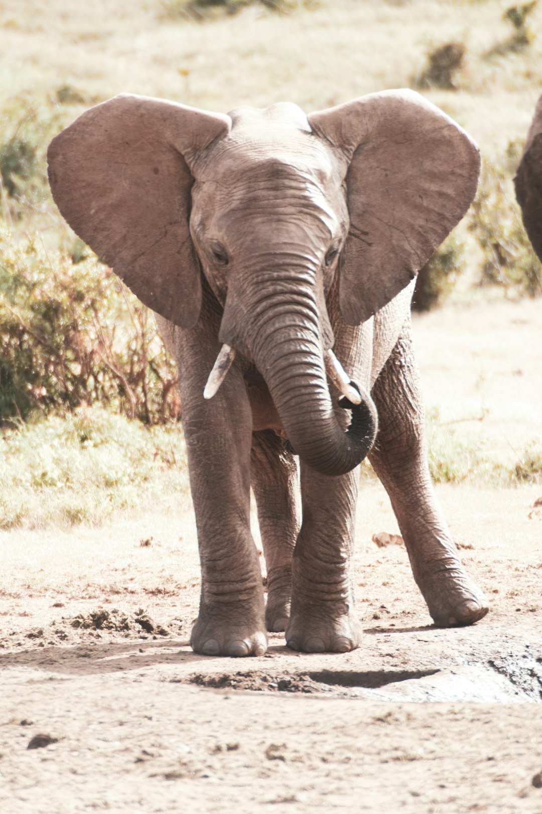African Elephant: Giant Ears as Living Radiators (image credits: unsplash)