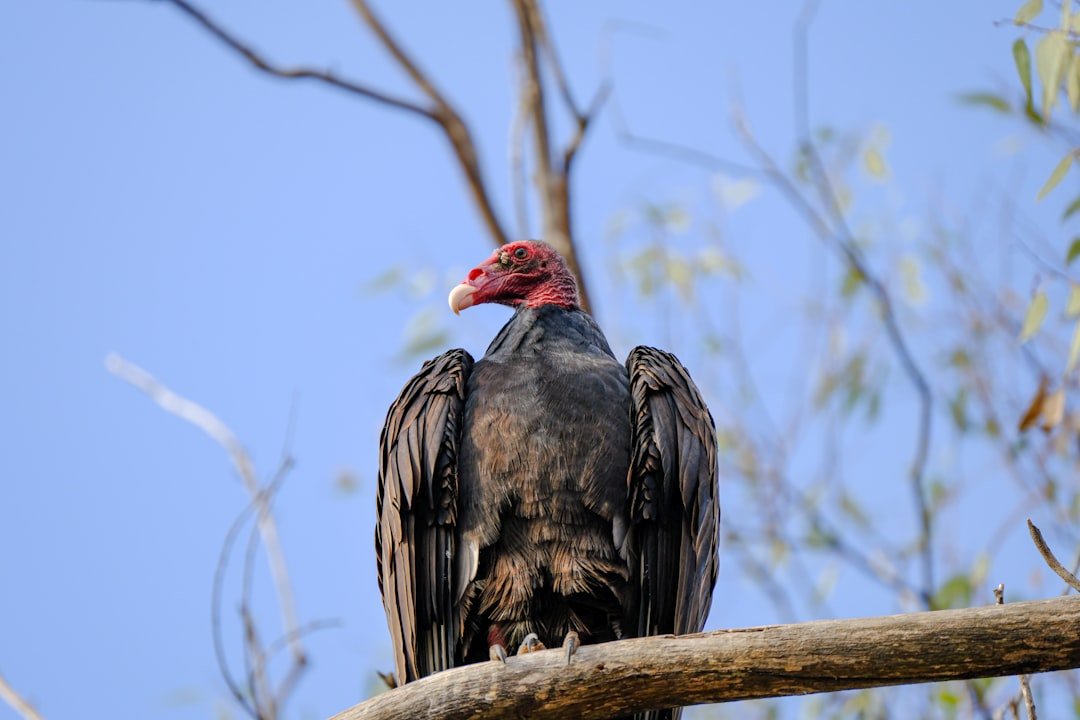 Turkey Vulture: Evaporative Cooling With a Startling Twist (image credits: unsplash)