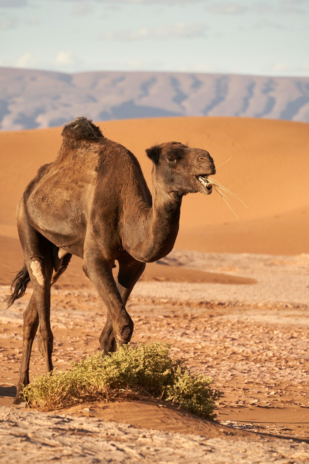Dromedary Camel: Heat Banking and Desert-Grade Nasal Tech (image credits: unsplash)