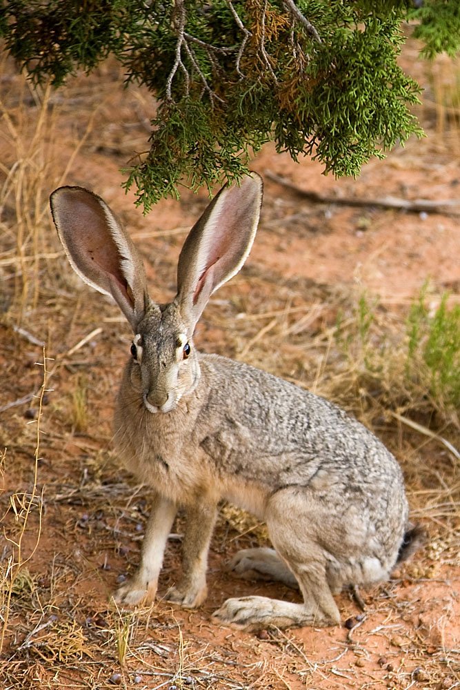 Black-Tailed Jackrabbit: Oversized Ears That Dump Heat on Demand (image credits: wikimedia)