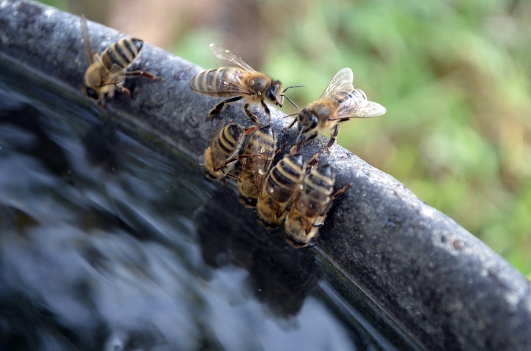 Honeybees: Swarm-Scale Air-Conditioning With Water and Fans (image credits: unsplash)