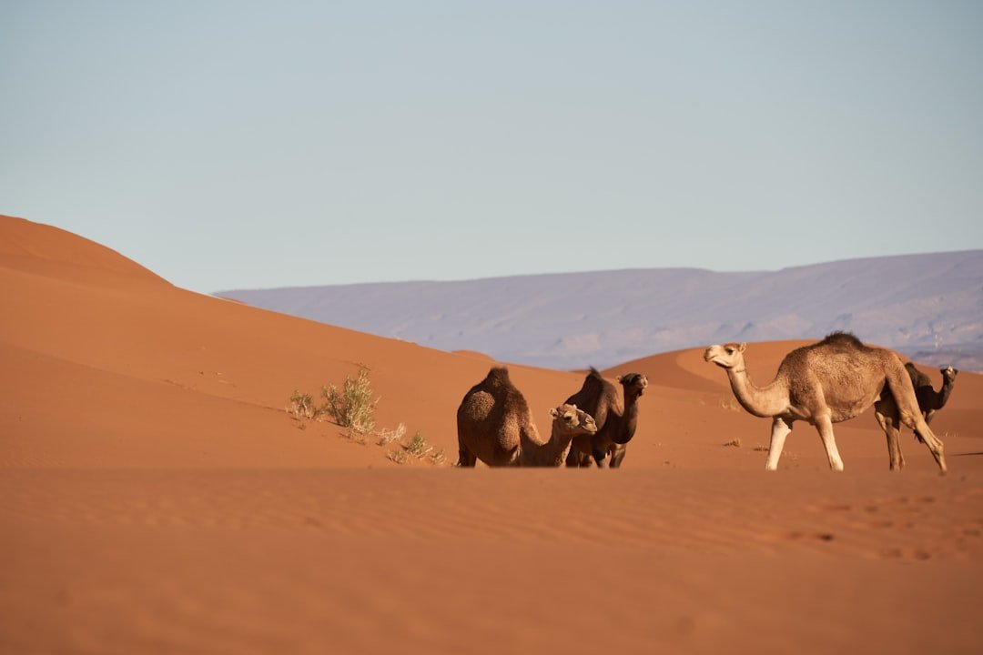 Conclusion: Nature’s Cooling Manual, Open on the Hottest Day (image credits: unsplash)