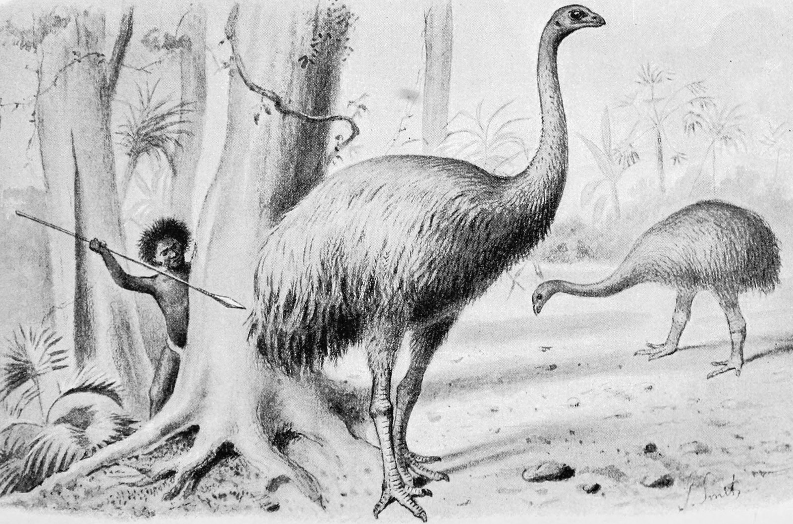 Moa of New Zealand: Vanished Within a Human Lifetime (image credits: wikimedia)