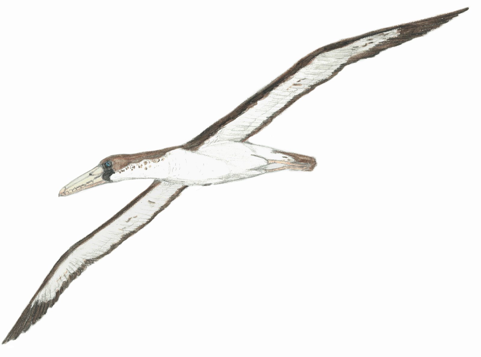 Pelagornis sandersi: The Ocean Soarer with Pseudo-Teeth (image credits: wikimedia)