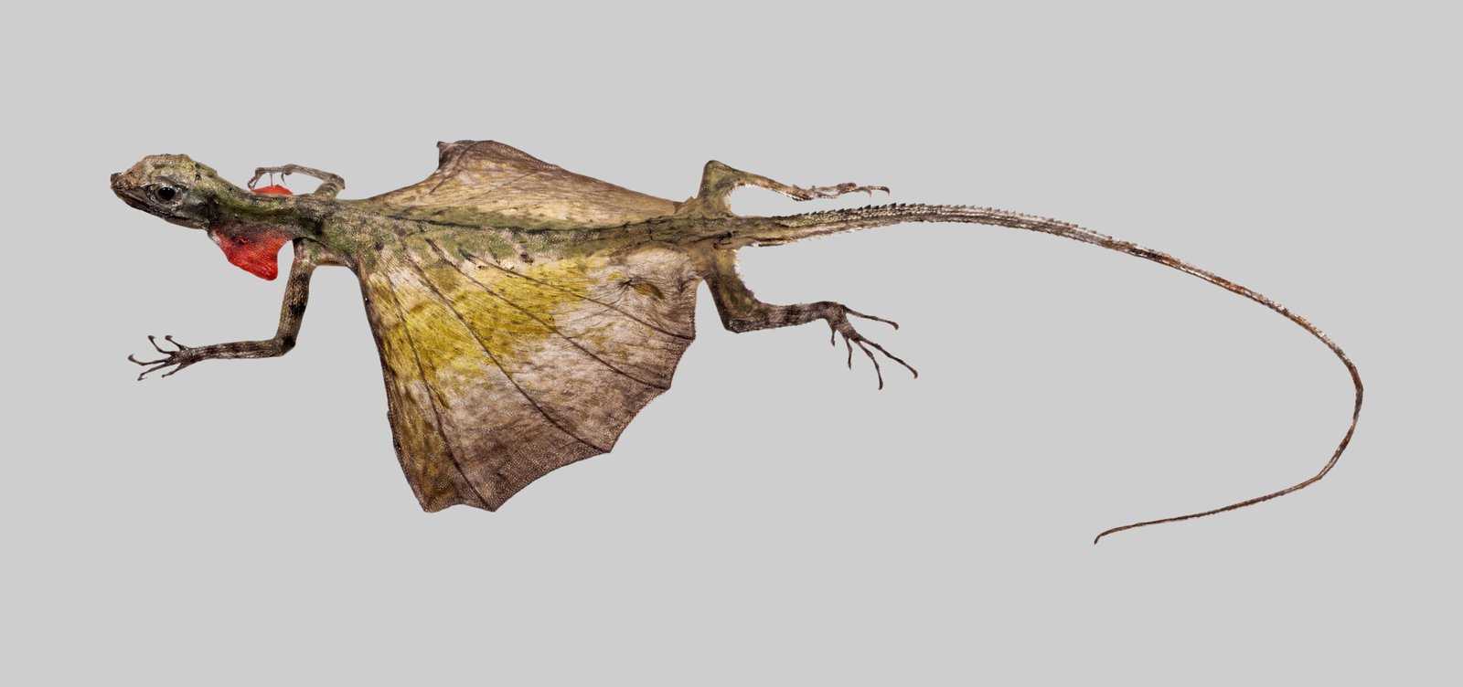 The Anatomy Behind the Glide (image credits: wikimedia)