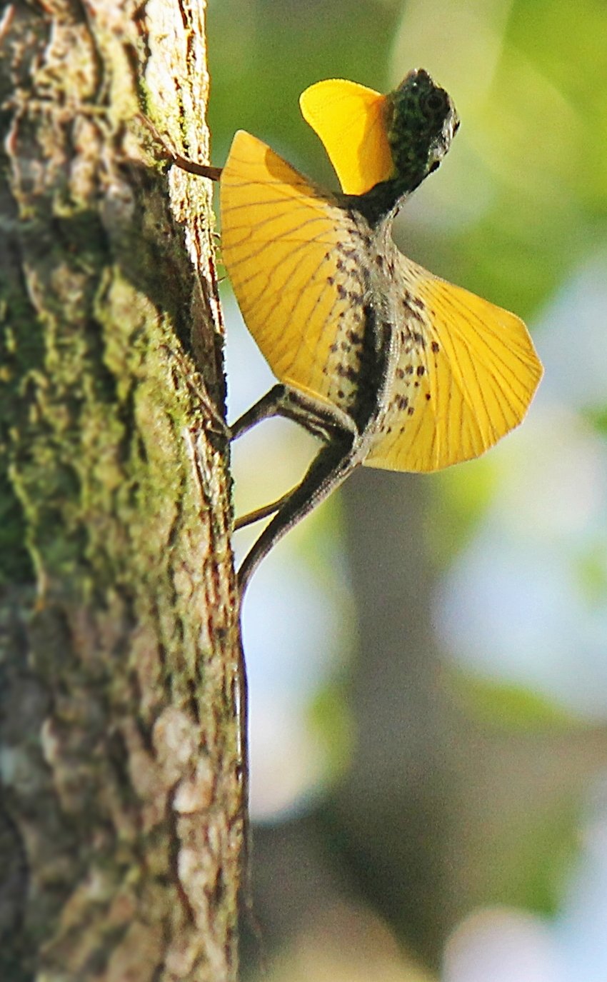 Why It Matters (image credits: wikimedia)