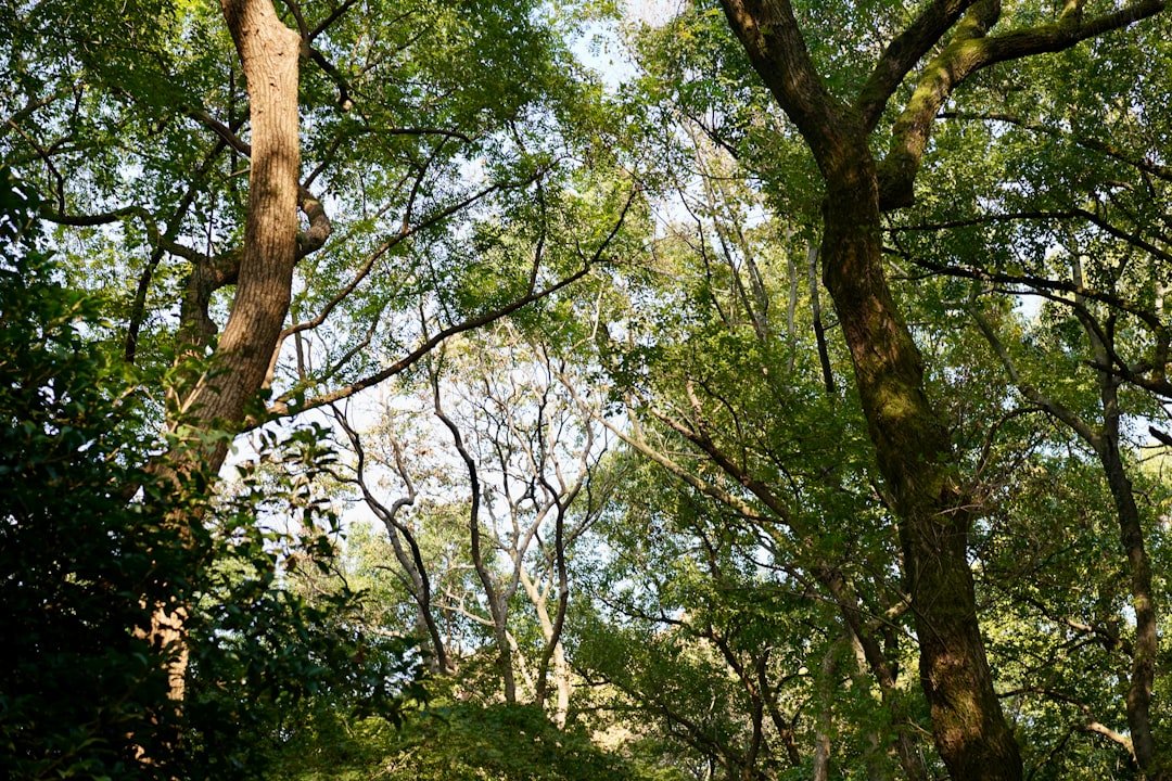 The Hidden Cost of a Broken Canopy (image credits: unsplash)