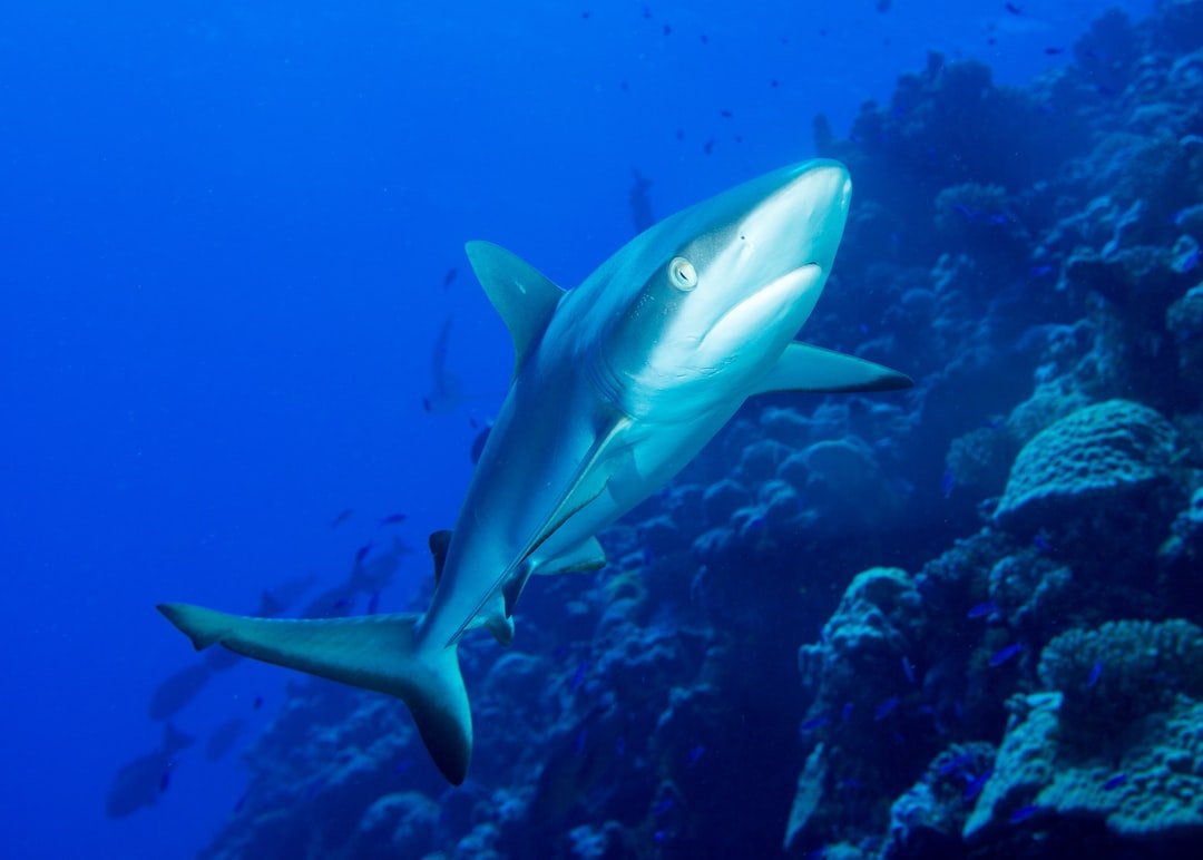 Sharks: The Hidden Clues in a Thrilling Fin (image credits: unsplash)