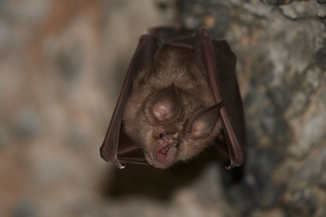 Bats: Night Shift Pest Control With Wings (image credits: unsplash)