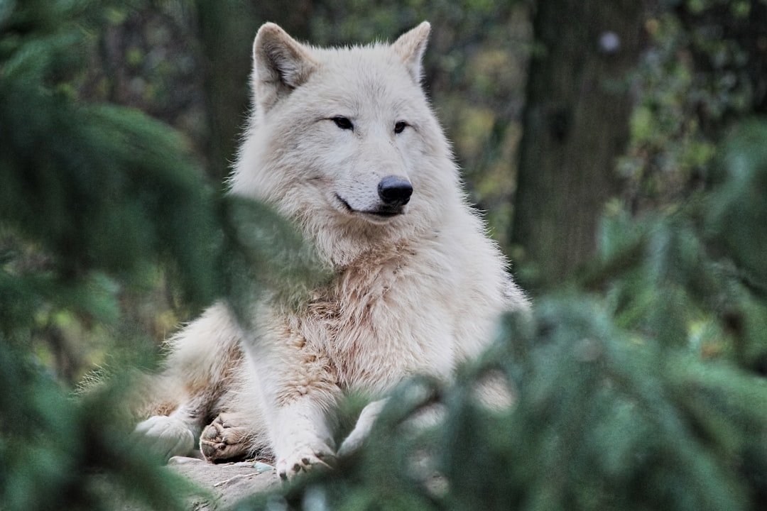 Wolves: From Ancient Tools to Modern Science (image credits: unsplash)