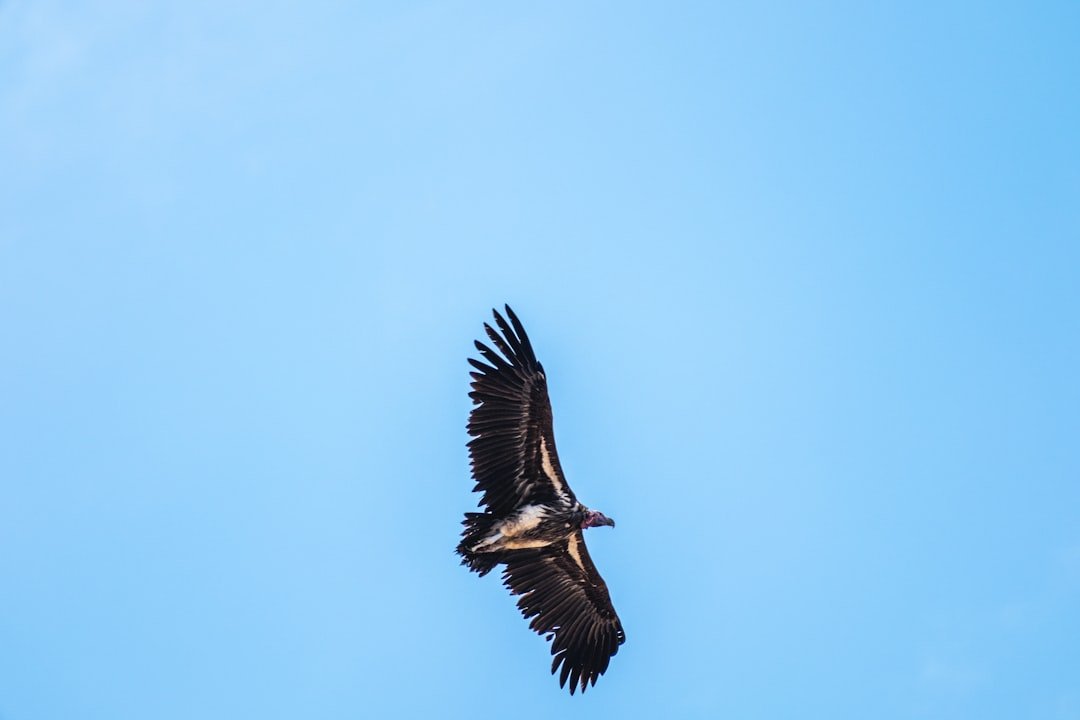 Vultures: Biohazard Teams of the Sky (image credits: unsplash)