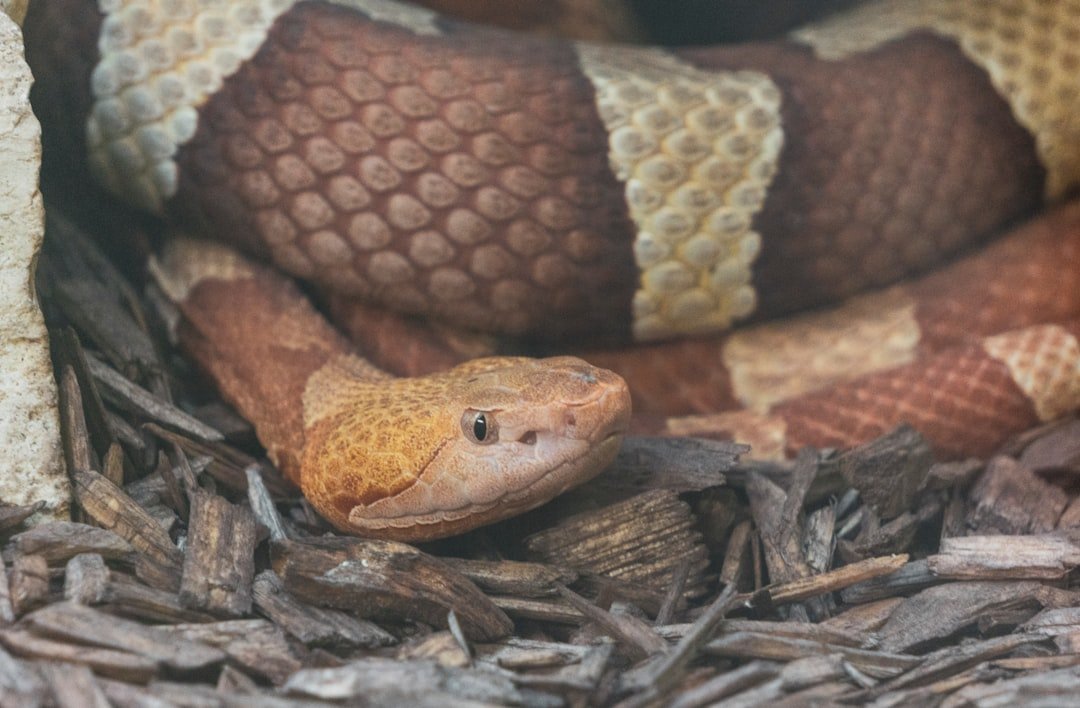 Snakes: Silent Partners in Food Security (image credits: unsplash)