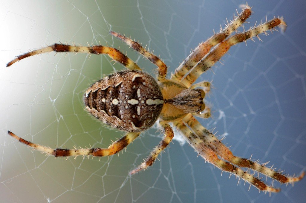 Spiders: Engineers Behind the Curtain (image credits: rawpixel)