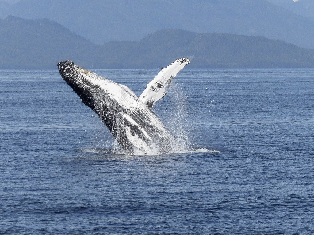 Whales: Giants That Fertilize the Sea (image credits: rawpixel)