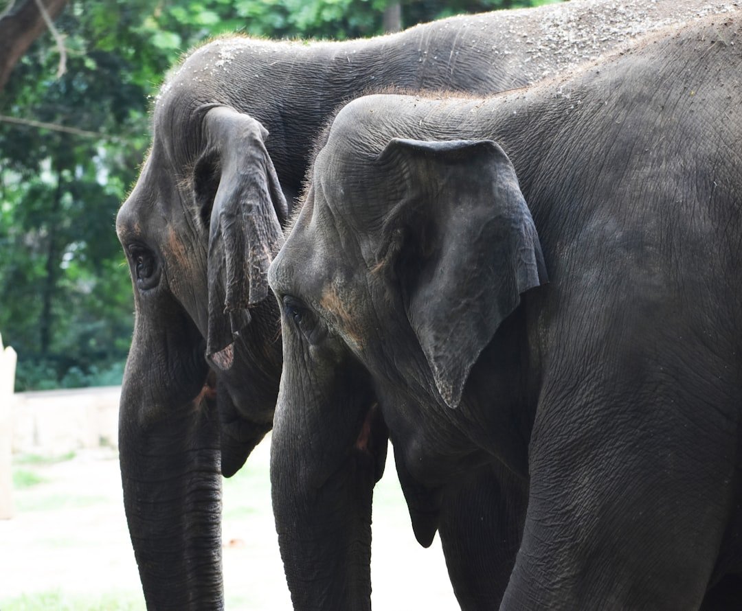 Elephants: Gardeners With a Heavy Step (image credits: unsplash)