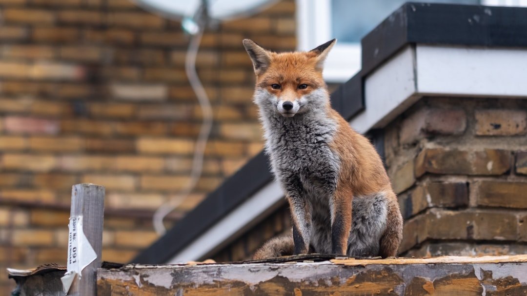 How Cities Became Fox Country (image credits: unsplash)