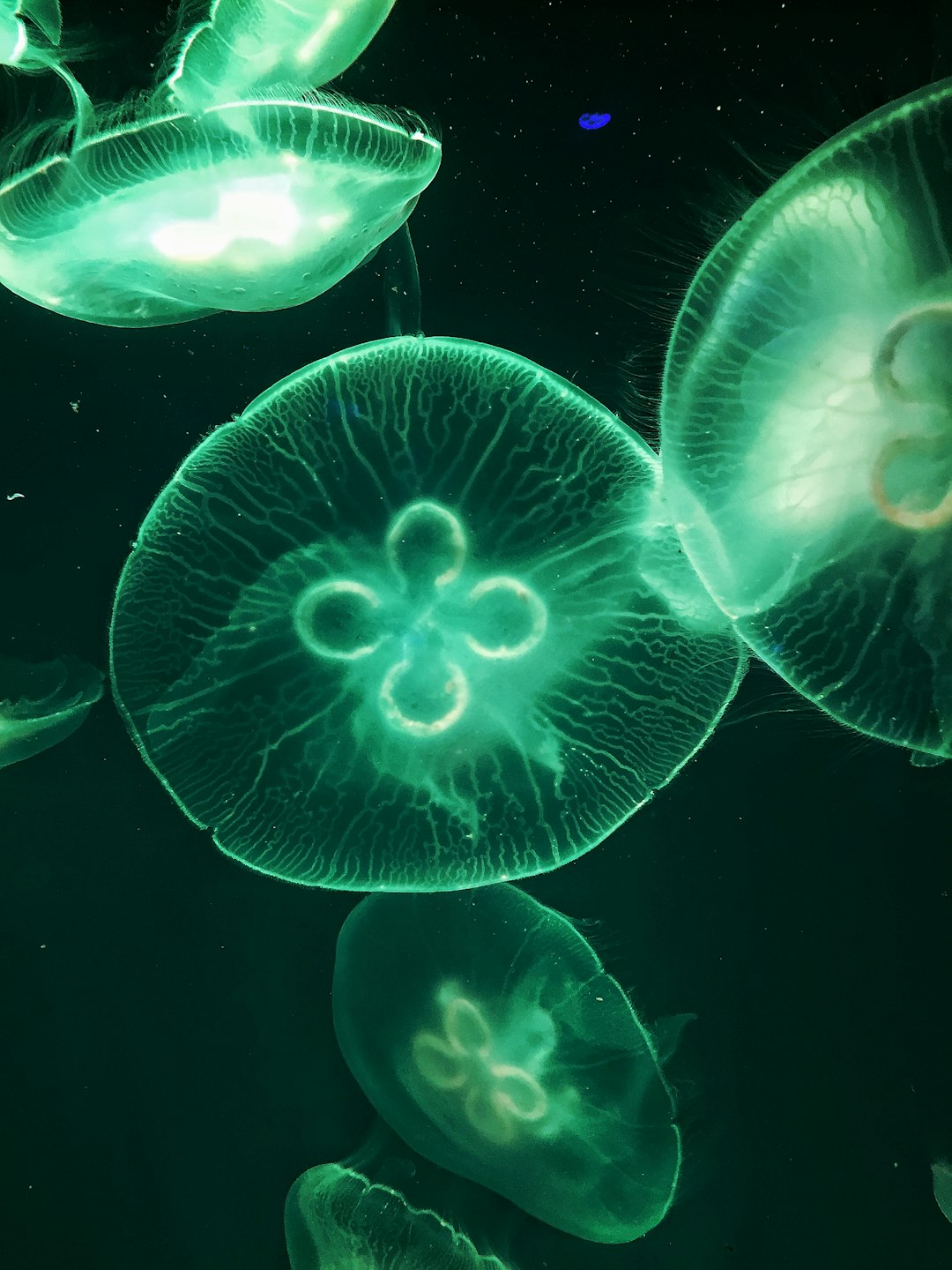 Ocean Breath: The Biology Behind the Bloom (image credits: unsplash)