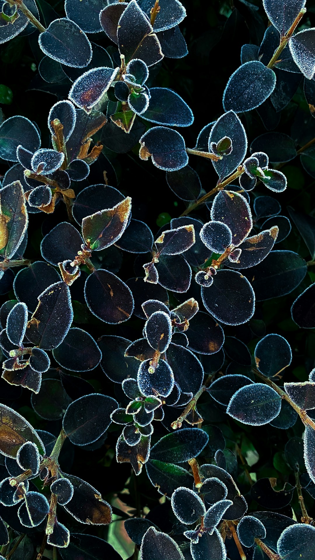 The Hidden Economy: Food, Storms, and the Carbon Ledger (image credits: unsplash)