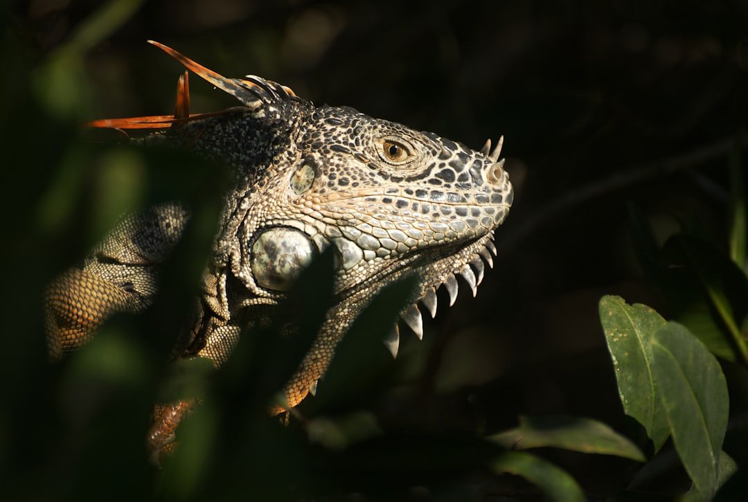 Predators, Pressure, and Playbooks (image credits: unsplash)