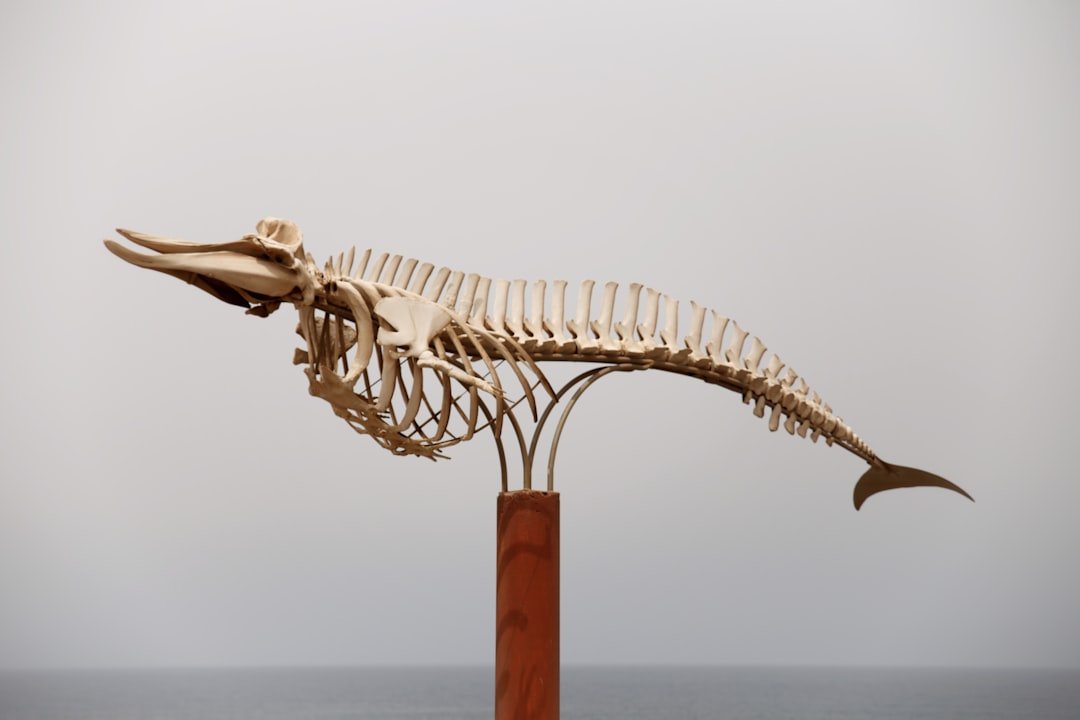 The Physics of a Predator’s Body (image credits: unsplash)
