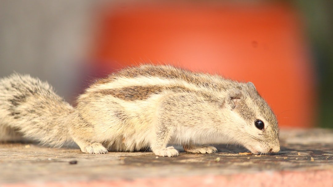 Reason Two: Rabies Risk Is Far Lower Than You Think (image credits: unsplash)