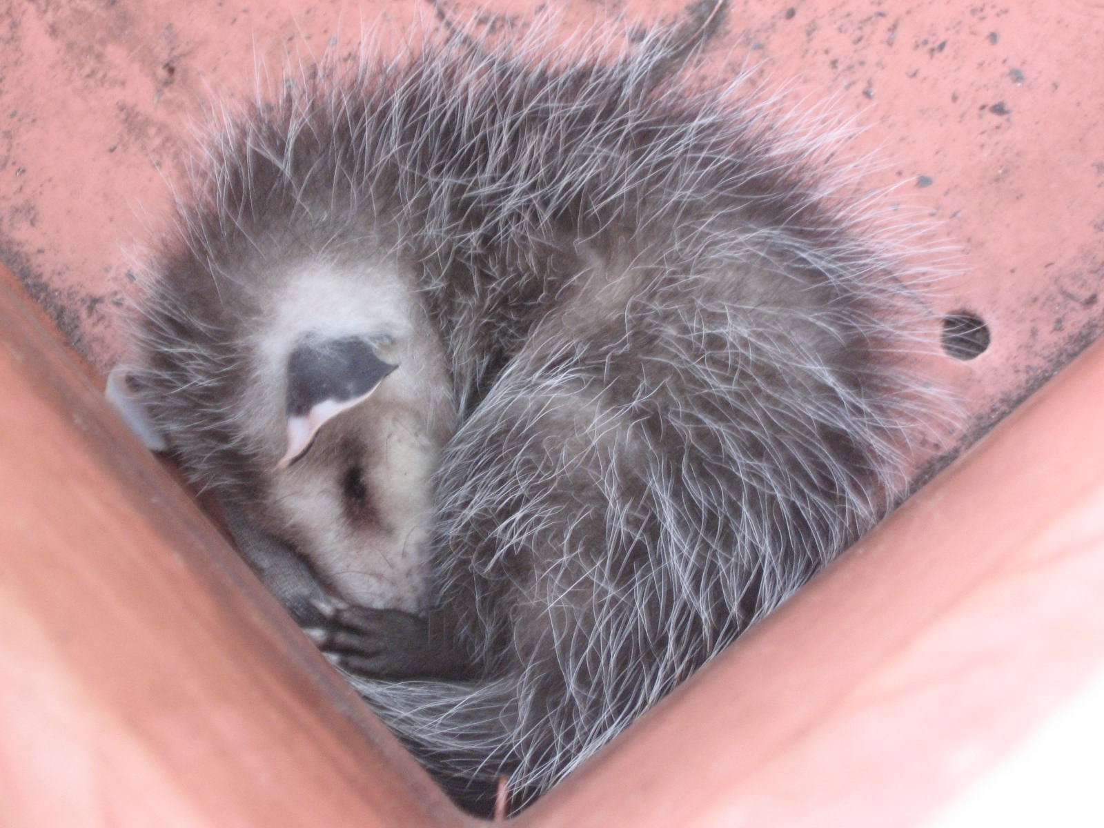 Why It Matters: Rethinking Wildlife Policy and Public Health (image credits: wikimedia)