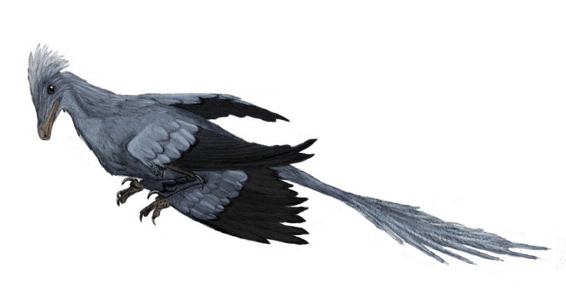 The Aerodynamic Puzzle (image credits: wikimedia)