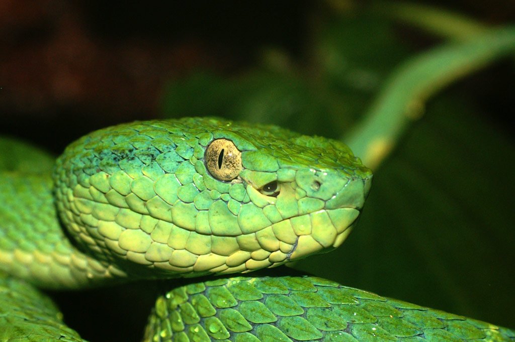Why It Matters (image credits: wikimedia)