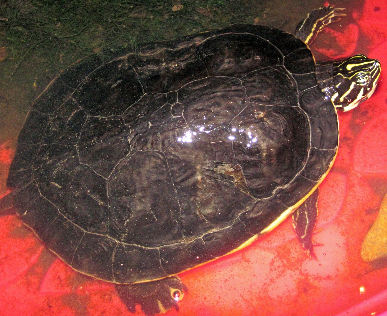 The Cloacal Bursae: Nature’s Backdoor Gills (image credits: wikimedia)
