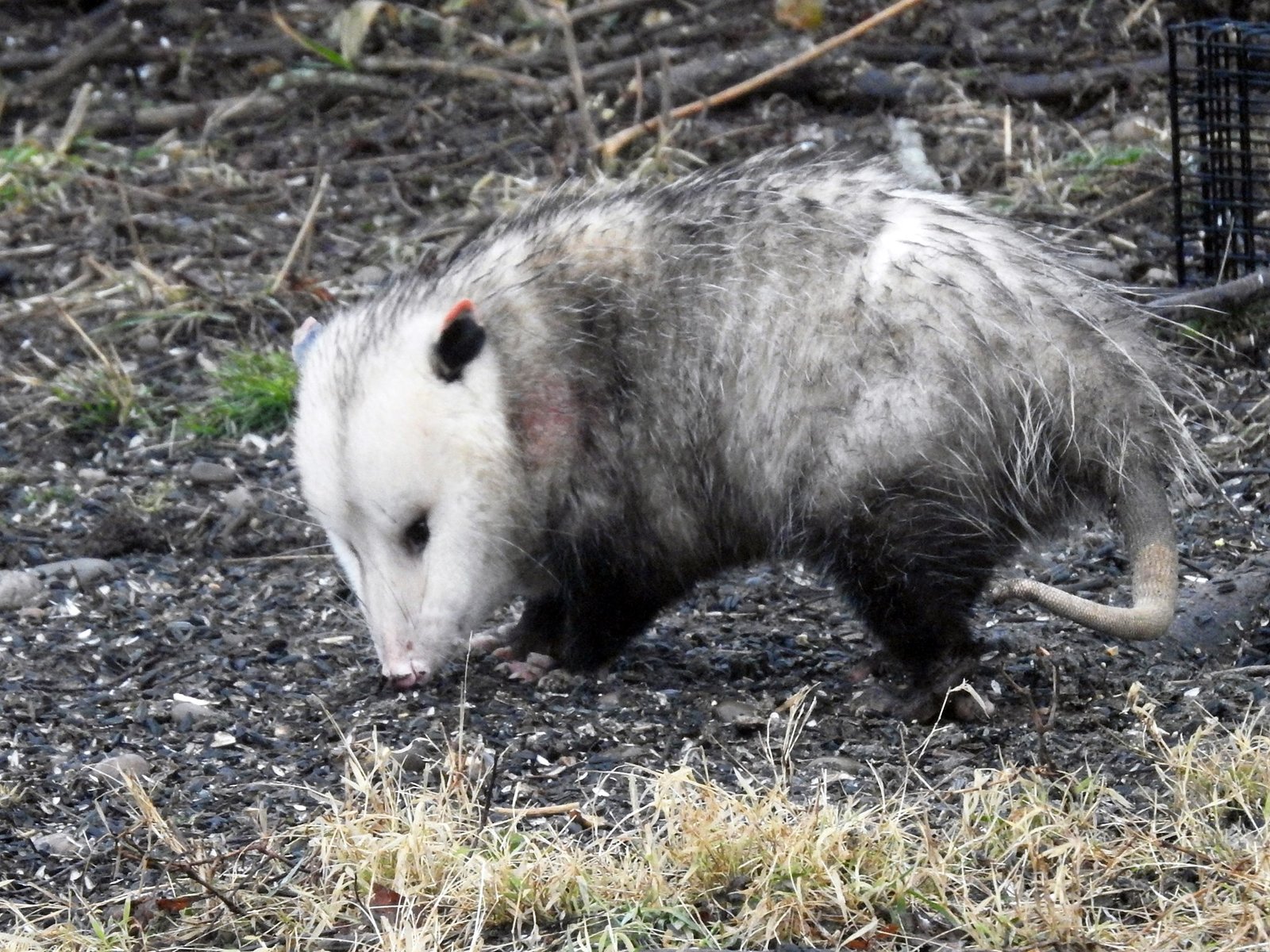 Almost Immune to Rabies (image credits: wikimedia)