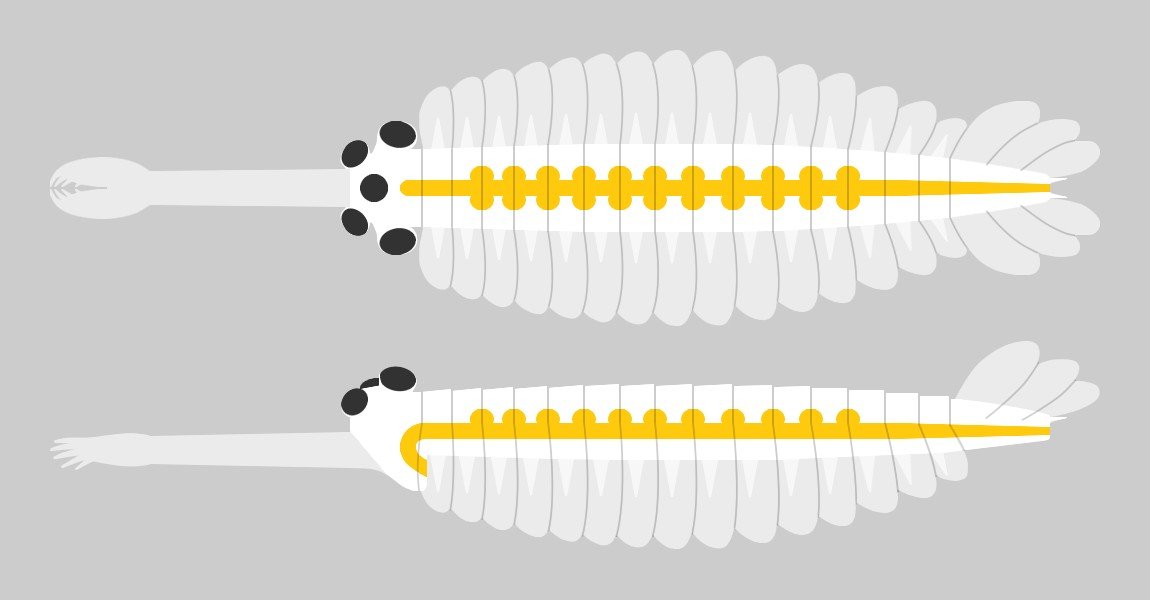 A Creature with Five Eyes (image credits: wikimedia)