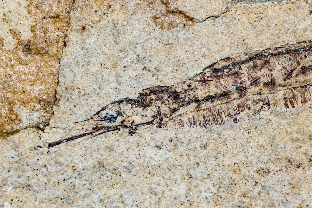 Rewriting the Arthropod Family Tree (image credits: unsplash)