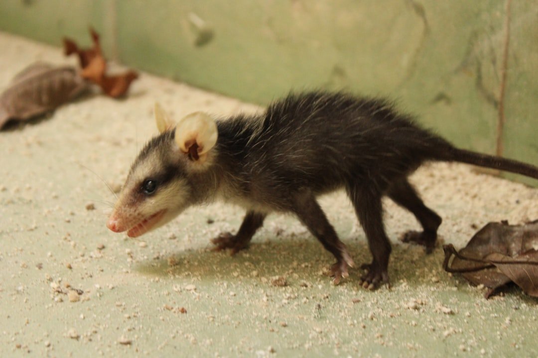 House Guests of the Anthropocene (image credits: unsplash)