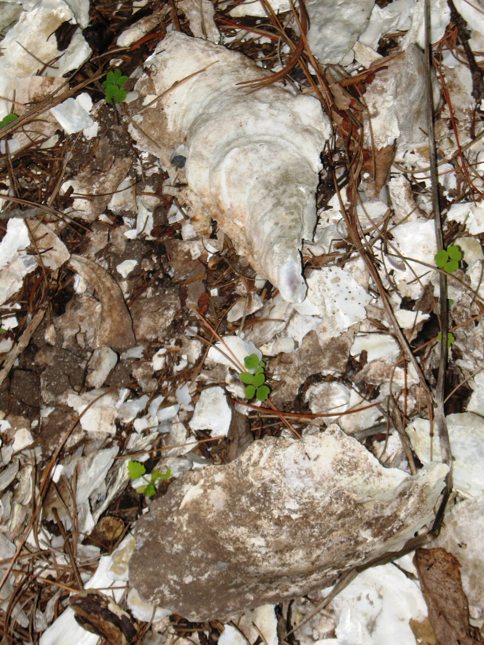 A Village Written in Shell and Bone (image credits: wikimedia)