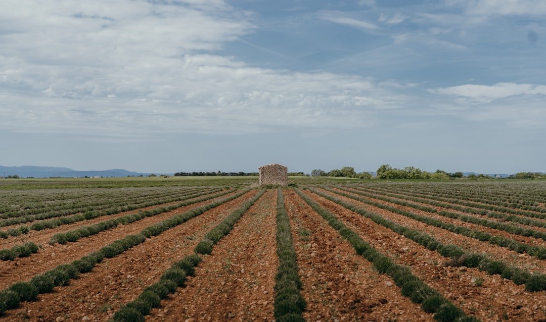 From Andean Fields to Empire Supply Chains (image credits: unsplash)
