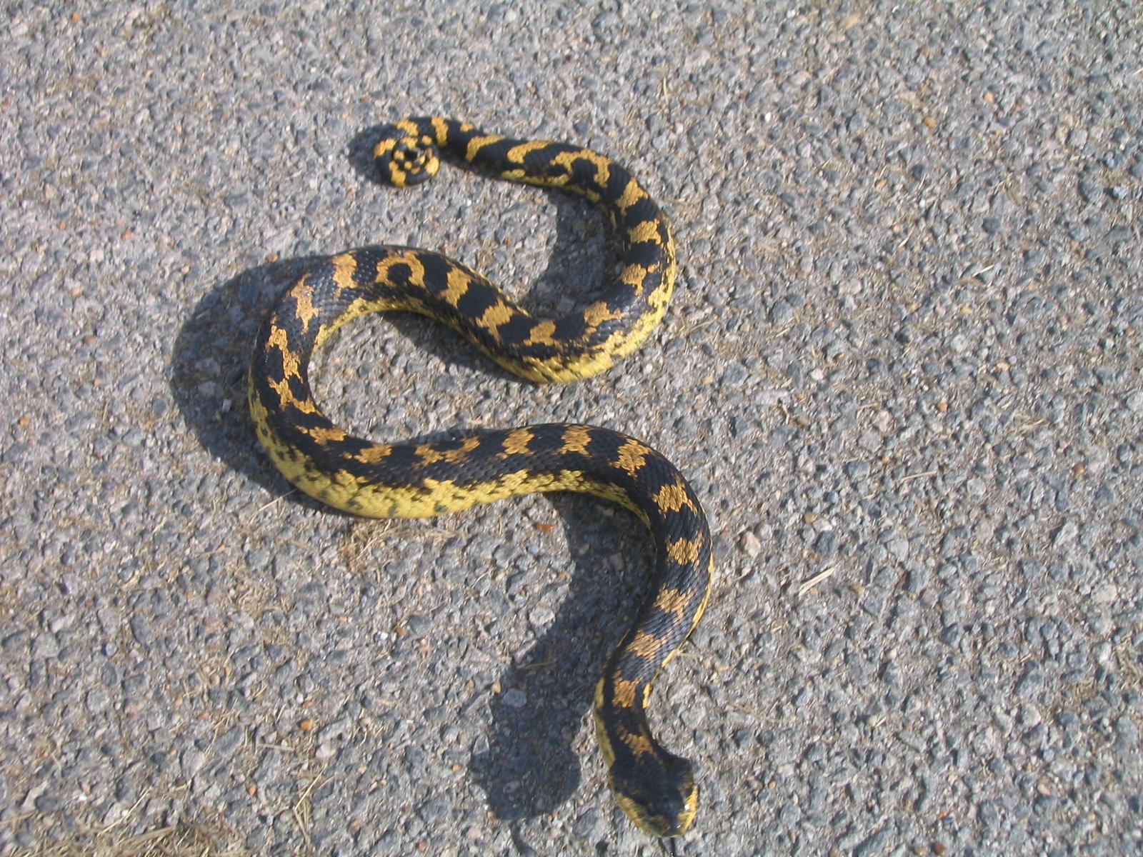 Meet the Master Mimic: The Hognose Snake (image credits: wikimedia)