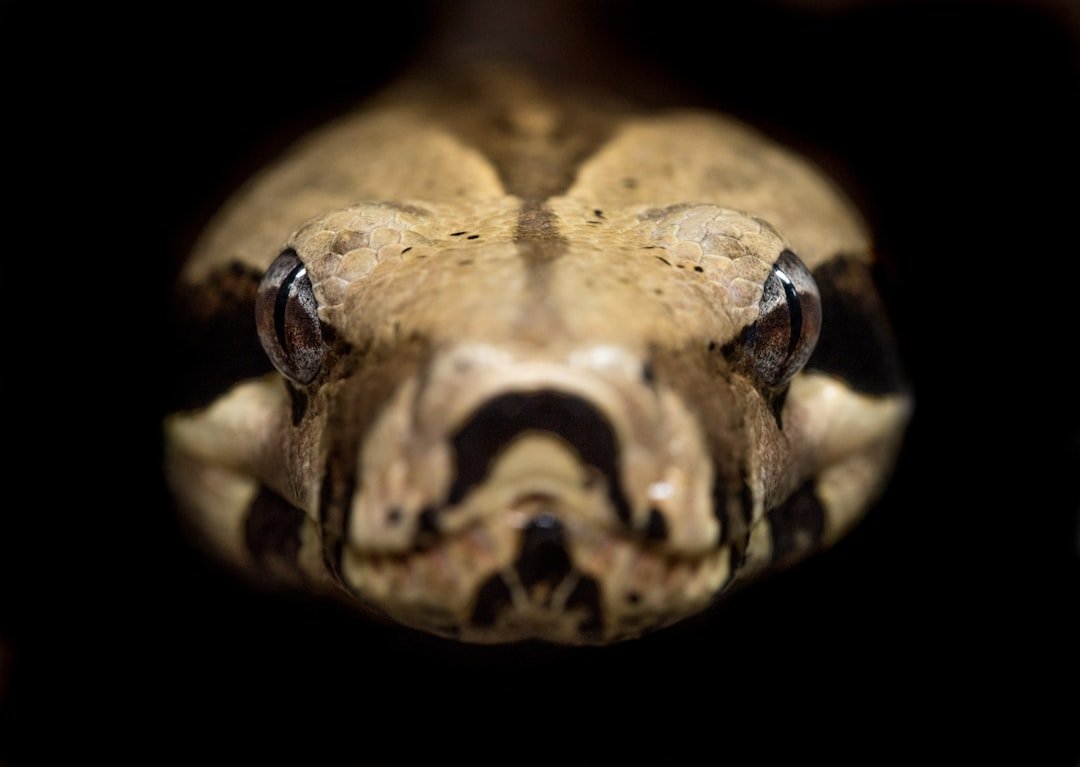 Toad Specialist, Gentle Neighbor (image credits: unsplash)