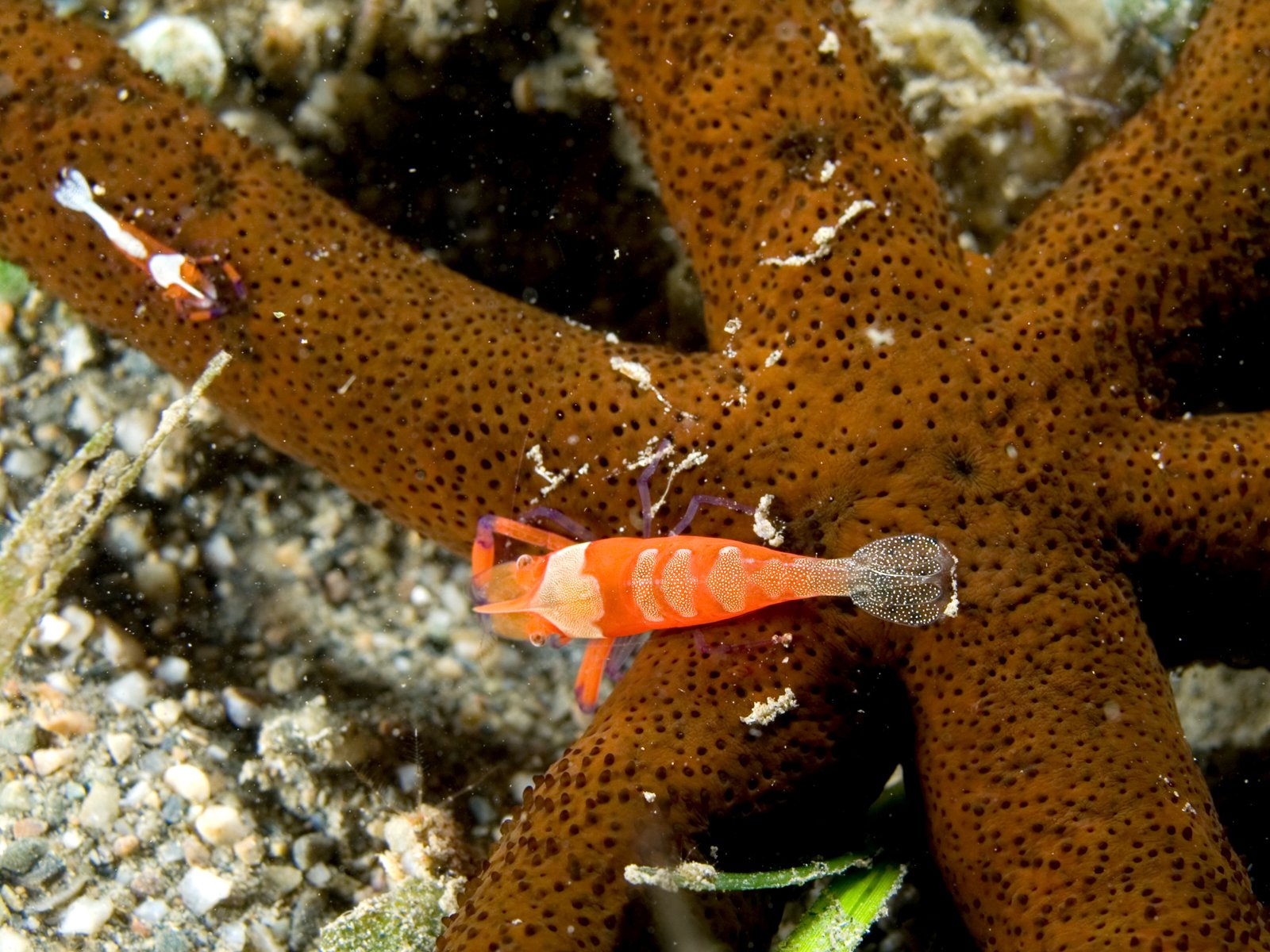 The Hidden Clues: Pistol Shrimp and Watchman Goby (image credits: wikimedia)