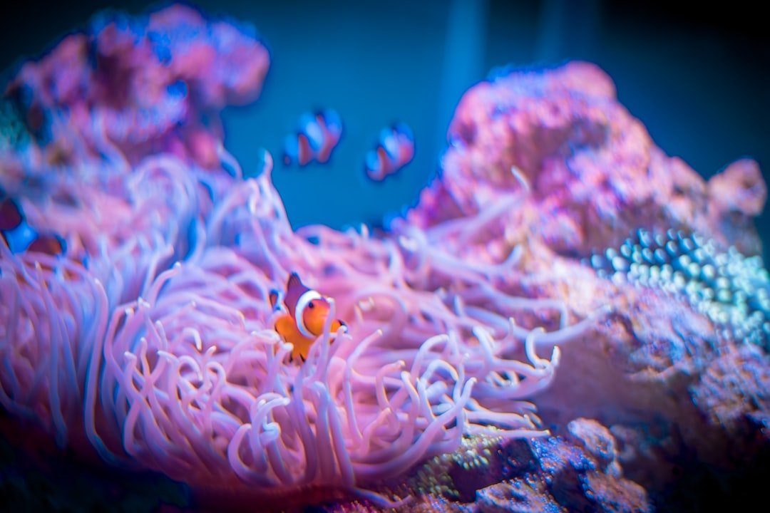 From Ancient Tools to Modern Science: Clownfish and Sea Anemones (image credits: unsplash)