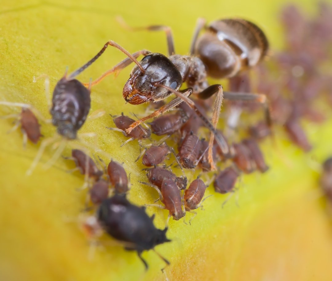 Micro Guardians: Ants with Aphids - and Ants with Lycaenid Caterpillars (image credits: unsplash)