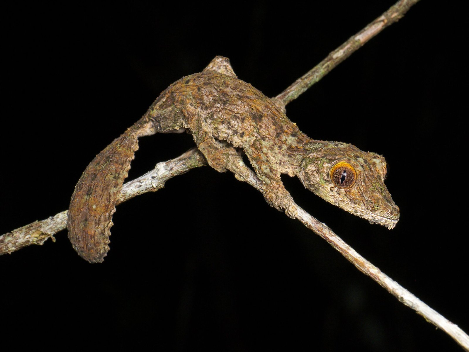 How You Can Help (image credits: wikimedia)
