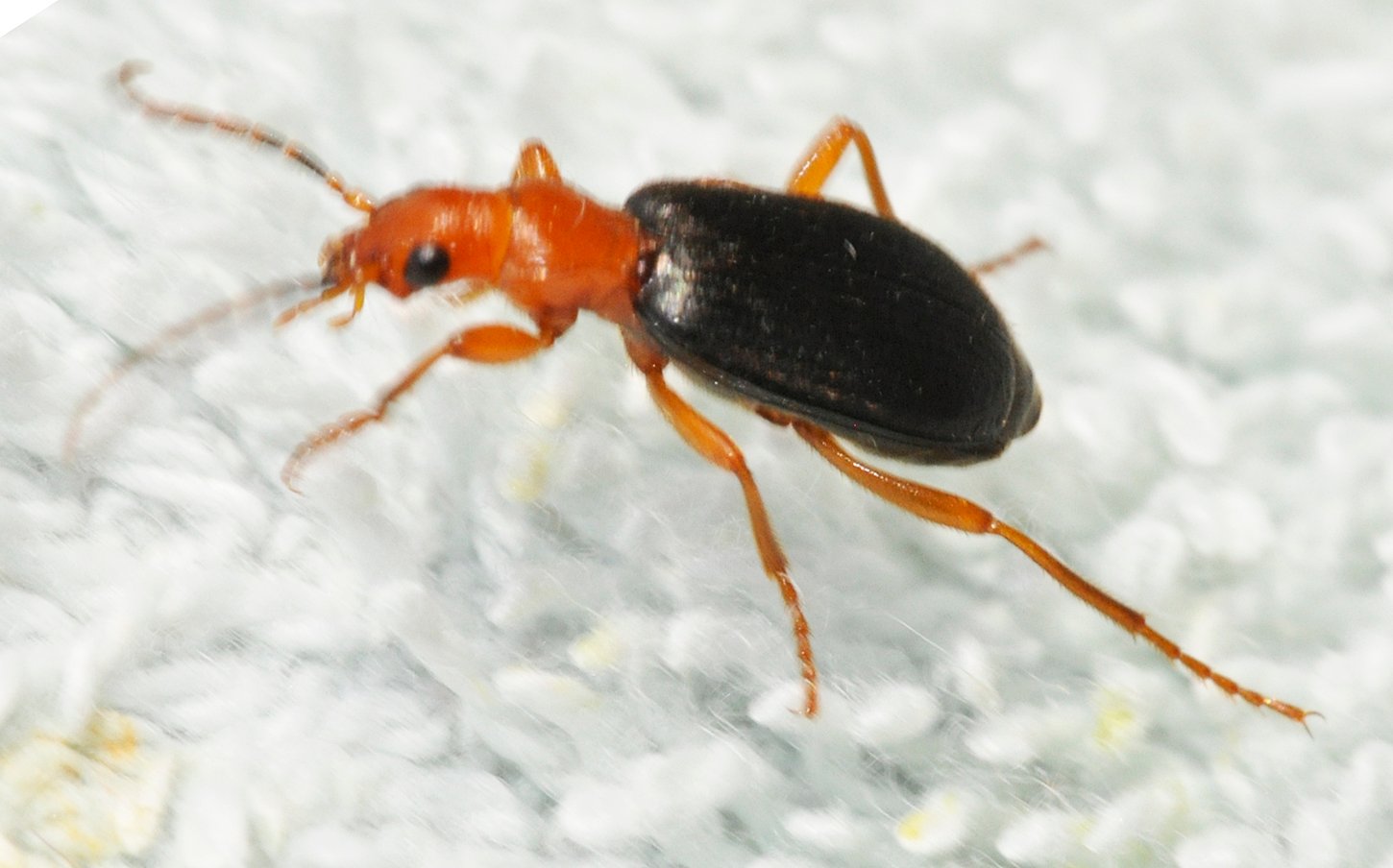 Bombardier Beetle Blast: A Boiling Chemical Pulse (image credits: wikimedia)