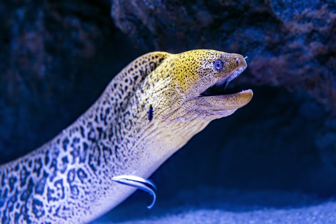 Electric Eel Arc: High-Voltage Ambush in Murky Water (image credits: unsplash)