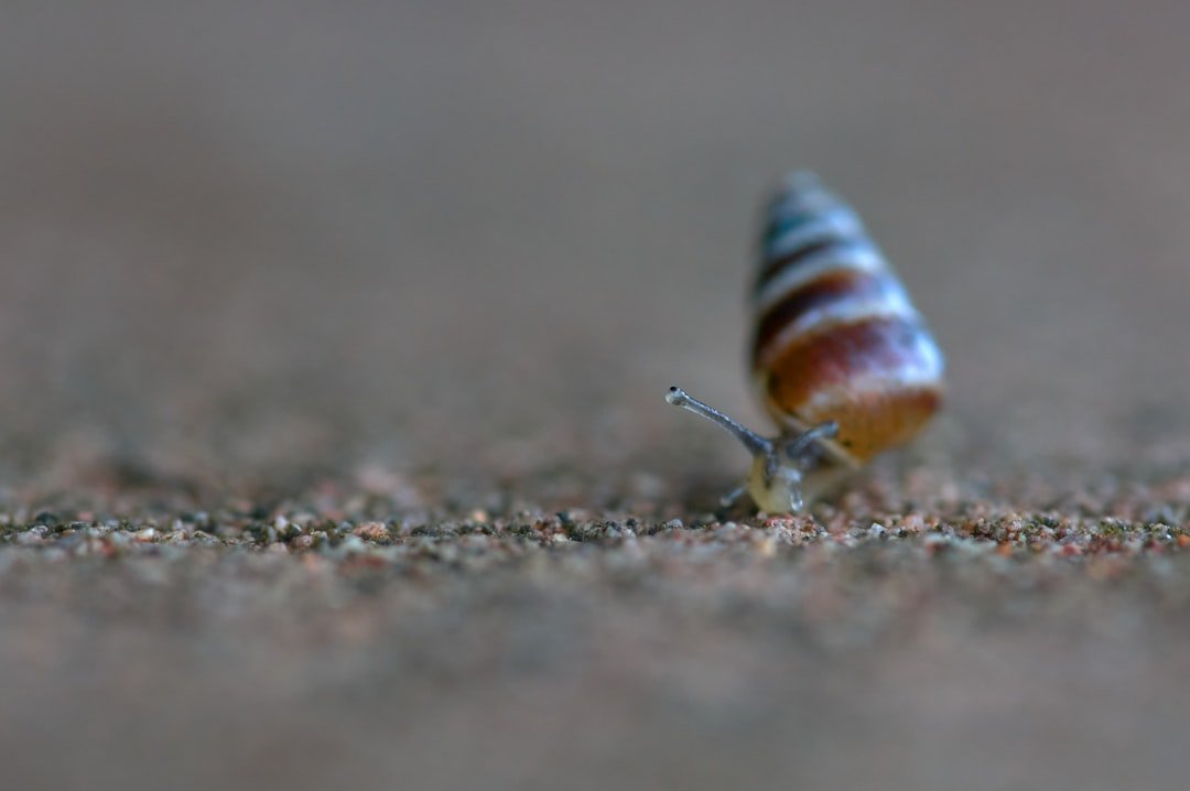 Cone Snail Harpoon: Venom Darts With Precision (image credits: unsplash)