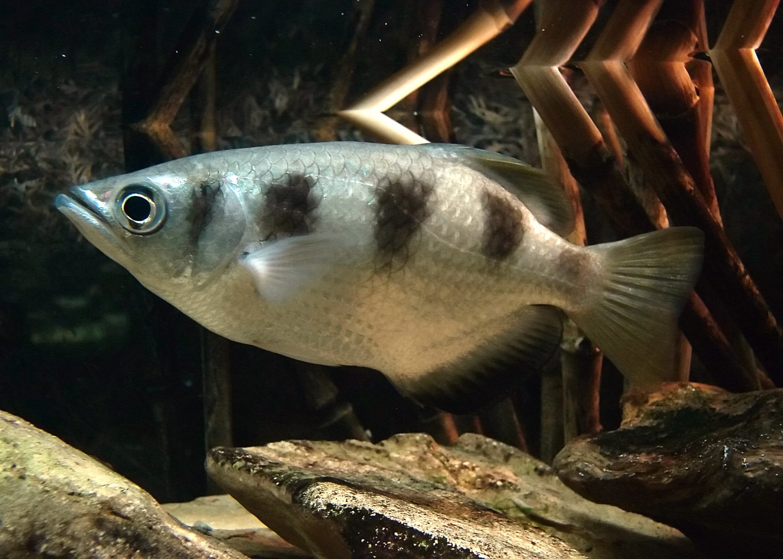 Archerfish Jet: Surface Snipers With Water Bullets (image credits: wikimedia)