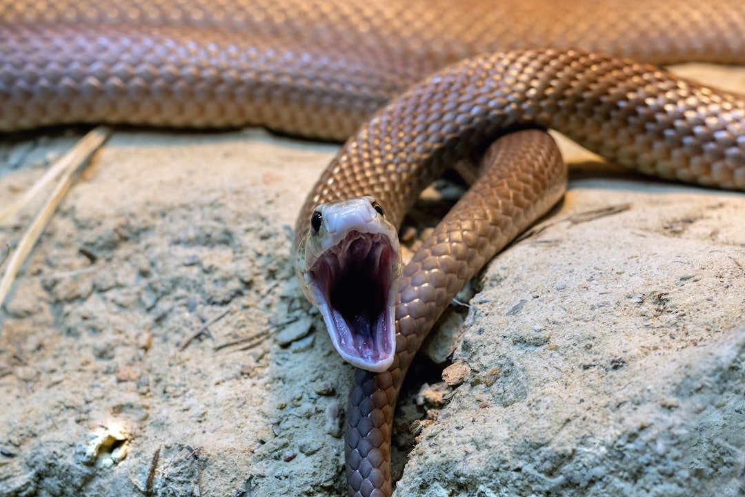 Spitting Cobra Spray: Targeted Vision Attack (image credits: unsplash)