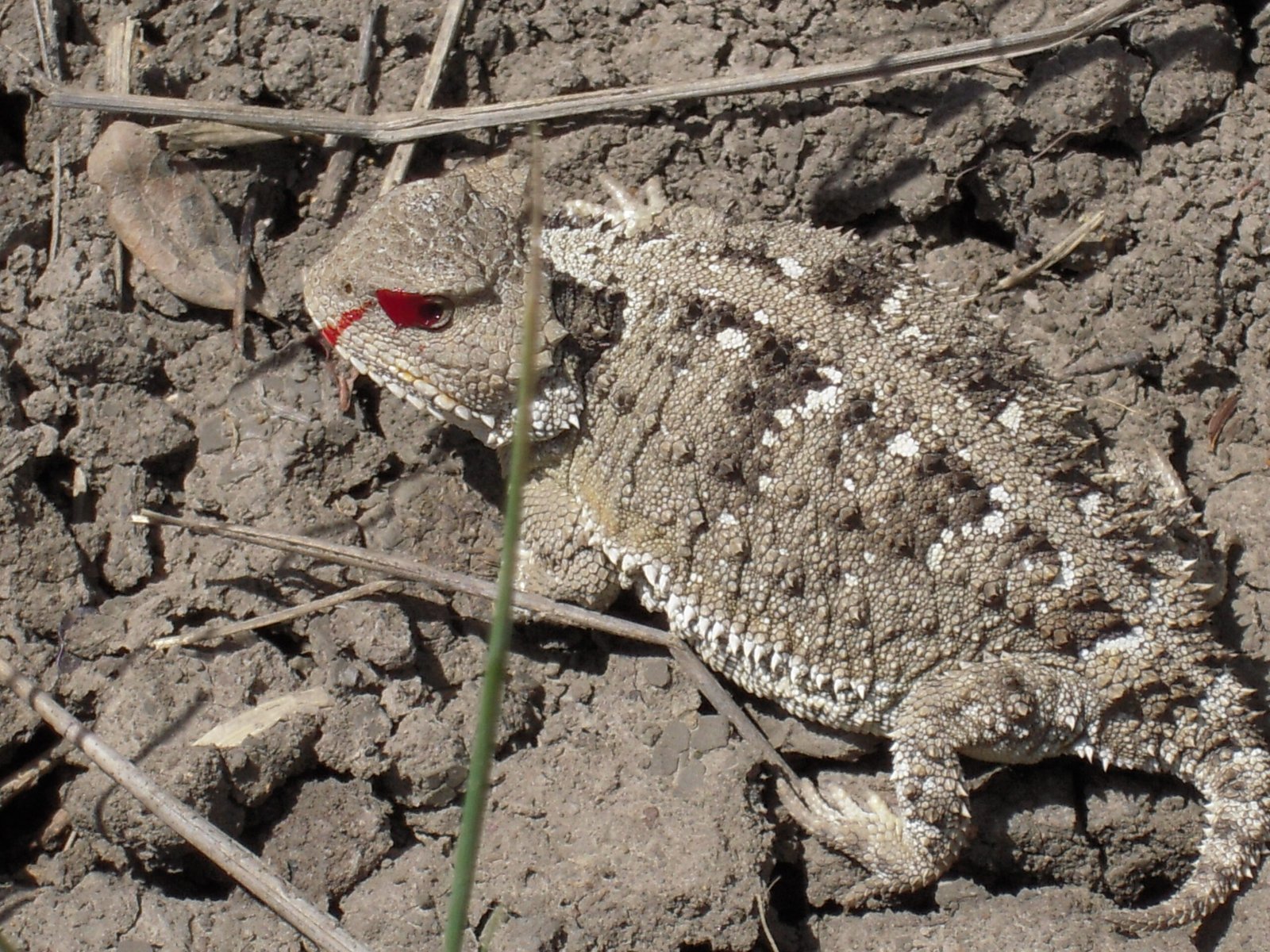 Horned Lizard Blood: Startling Biochemical Spray (image credits: wikimedia)